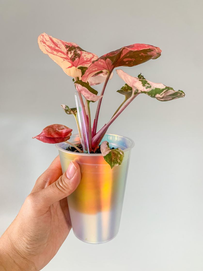 10er Set Holografische Außentöpfe für Pflanzen