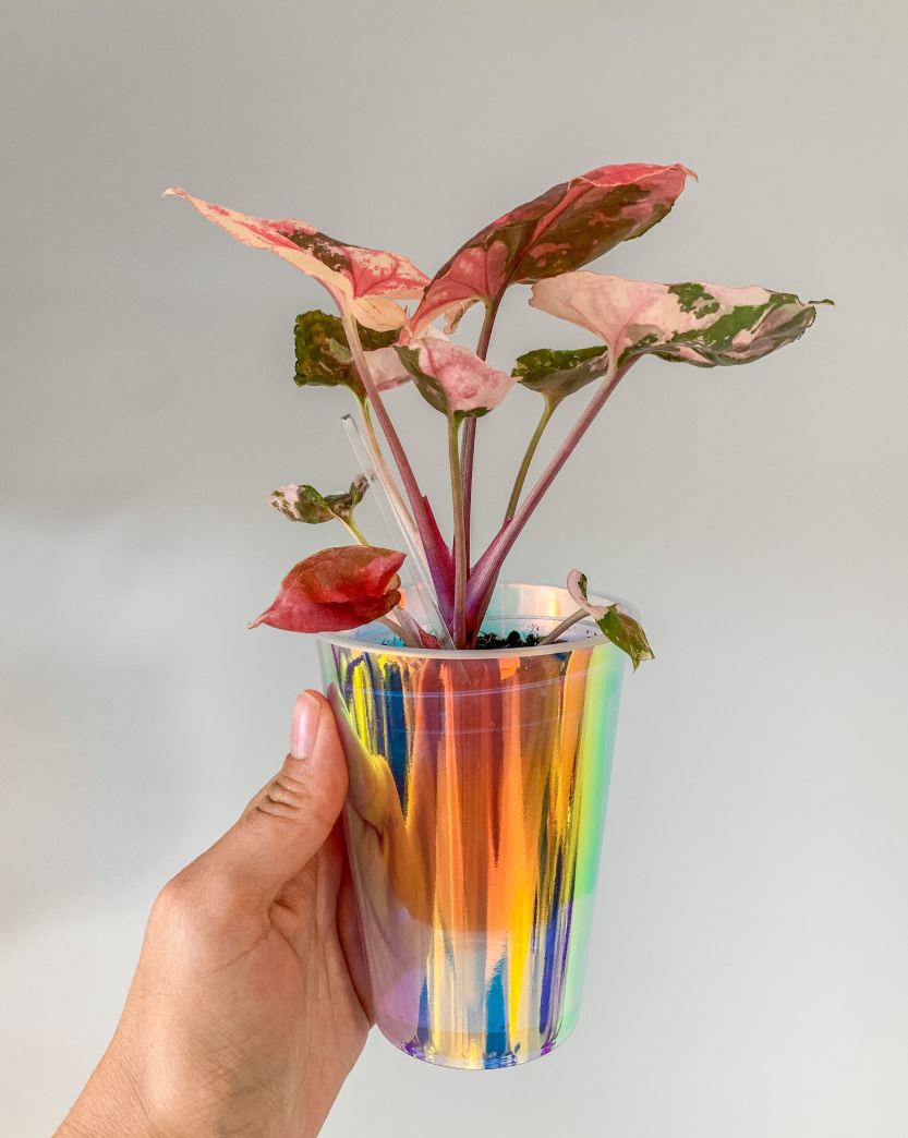 10er Set Holografische Außentöpfe für Pflanzen