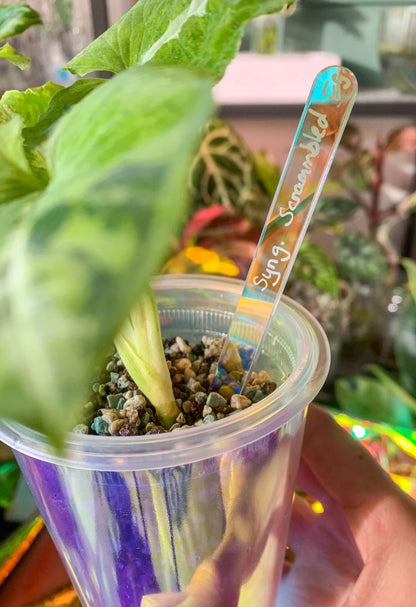 10er Holografische Stecketikett für Pflanzen| Pflanzenschilder