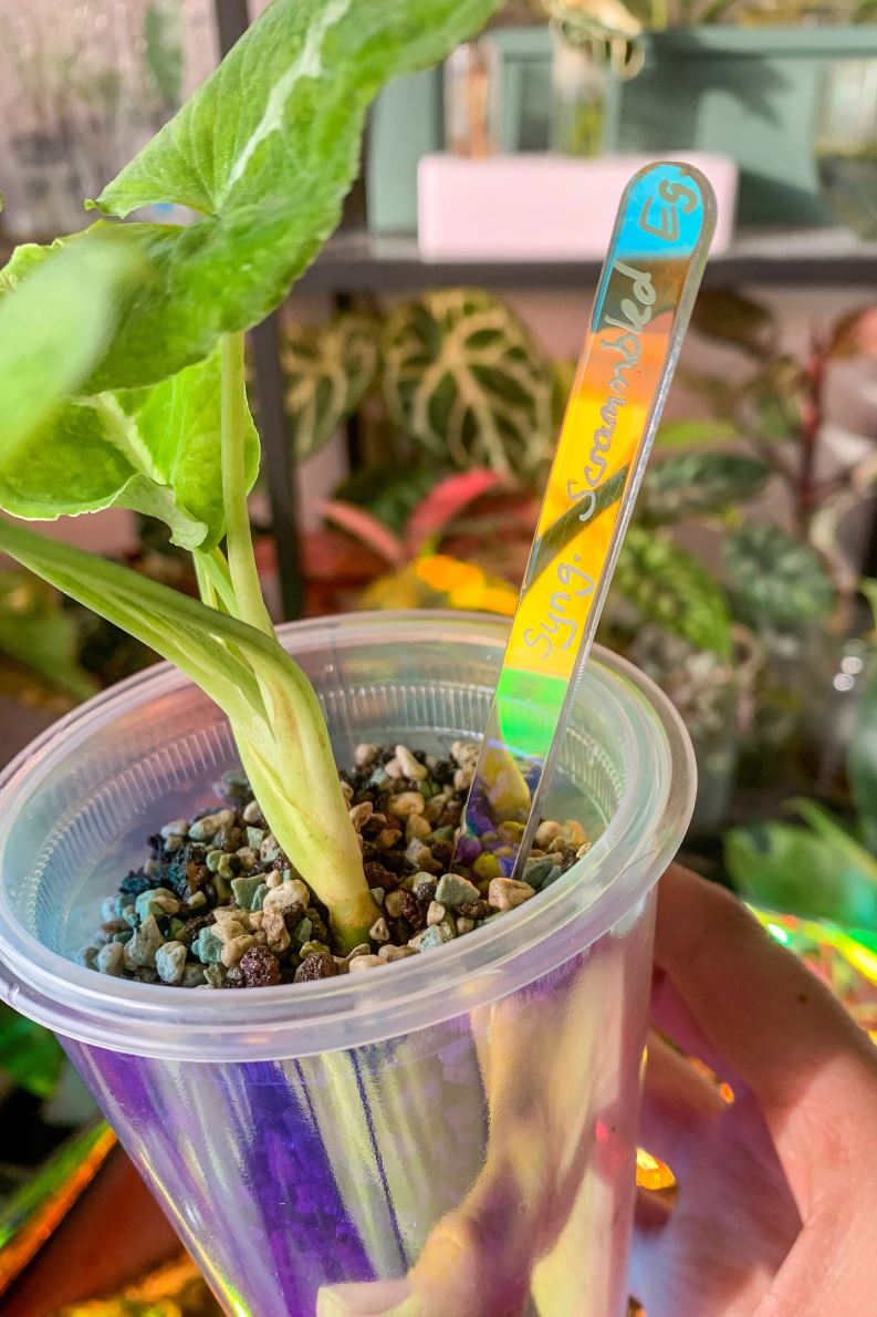 10er Holografische Stecketikett für Pflanzen| Pflanzenschilder