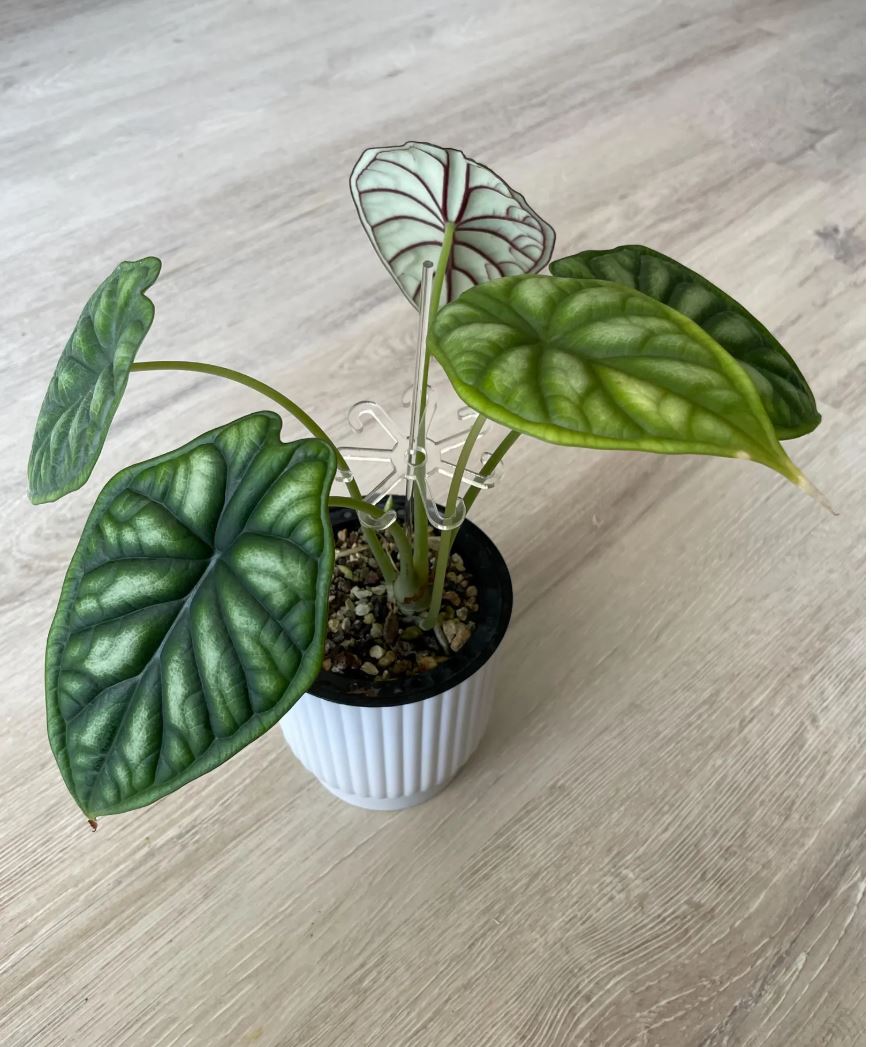 Halterung für Pflanzen