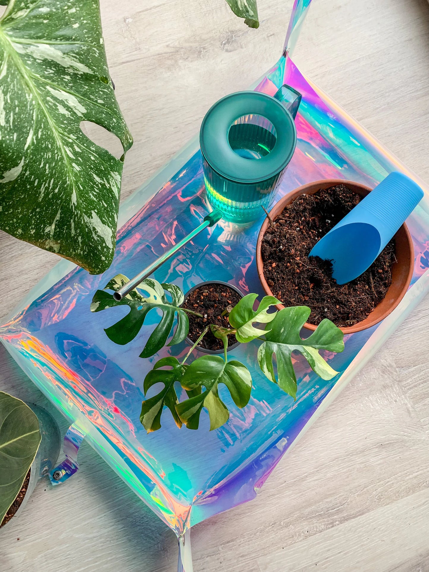 Holografische Umtopfmatte für Pflanzen