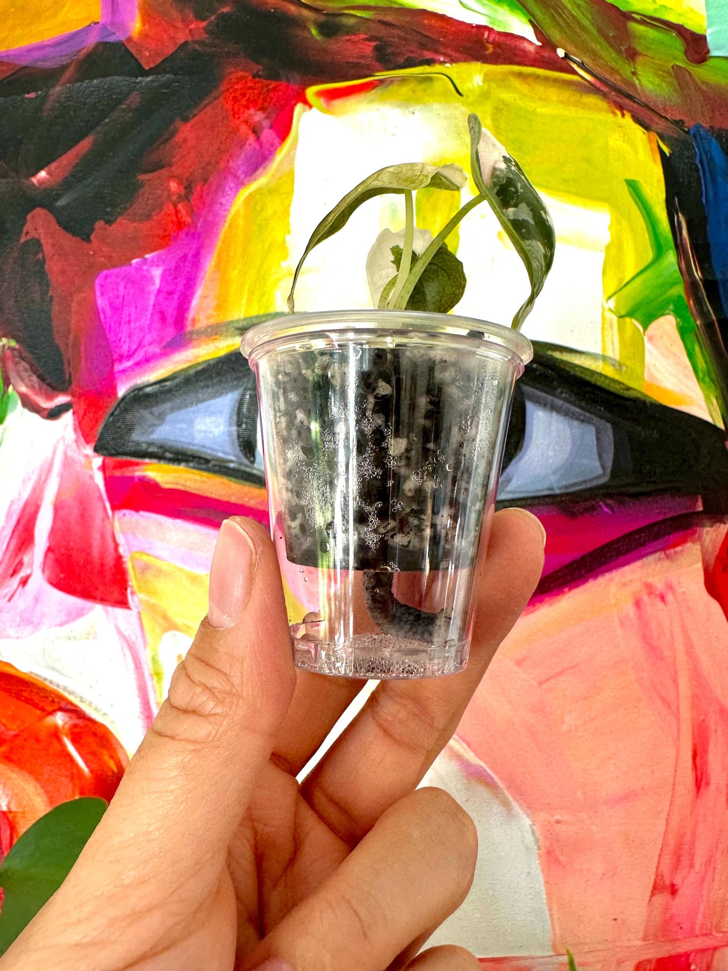 1er-Set Selbstbewässerungstopf für Baby Pflanzen und Rhizome