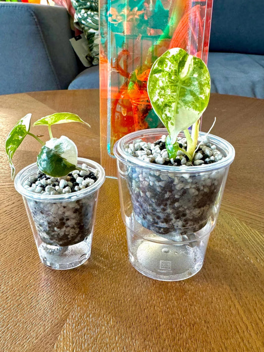 1er-Set Selbstbewässerungstopf für Baby Pflanzen und Rhizome