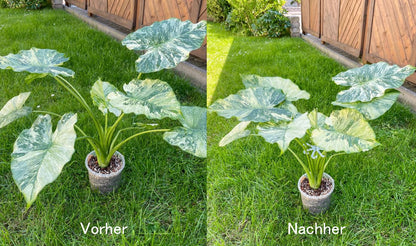 Halterung für Pflanzen