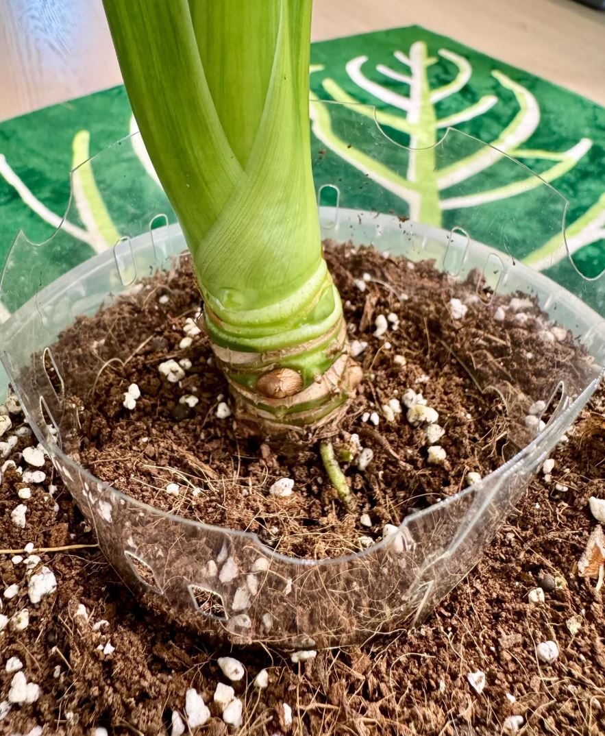 RootRing das Wurzelhilfe System für gesundes Wachstum ohne Umtopfen | Wurzelhilfe