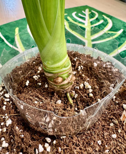 RootRing das Wurzelhilfe System für gesundes Wachstum ohne Umtopfen | Wurzelhilfe