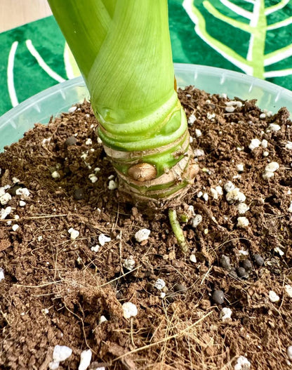 RootRing das Wurzelhilfe System für gesundes Wachstum ohne Umtopfen | Wurzelhilfe