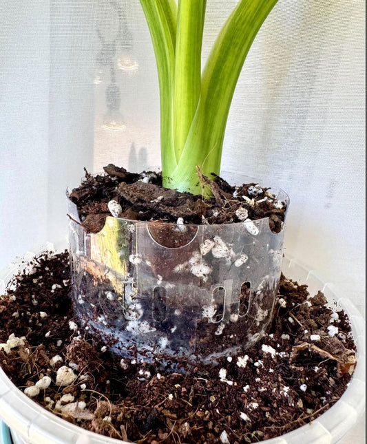 RootRing das Wurzelhilfe System für gesundes Wachstum ohne Umtopfen | Wurzelhilfe